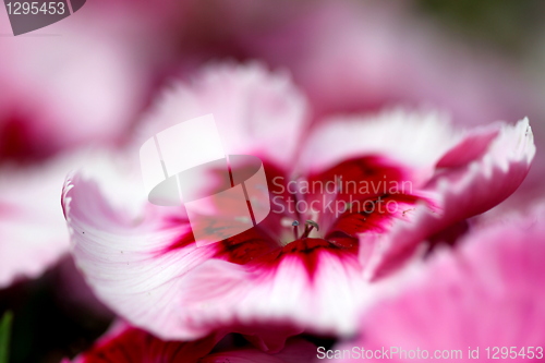 Image of Dianthus Corona Cherry Magic