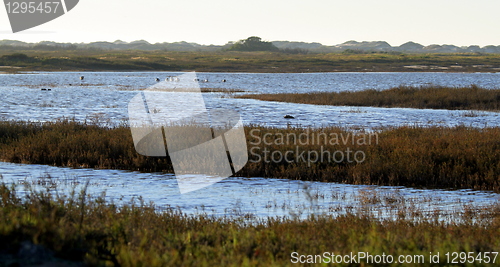 Image of Wetland