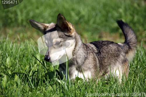 Image of The puppy