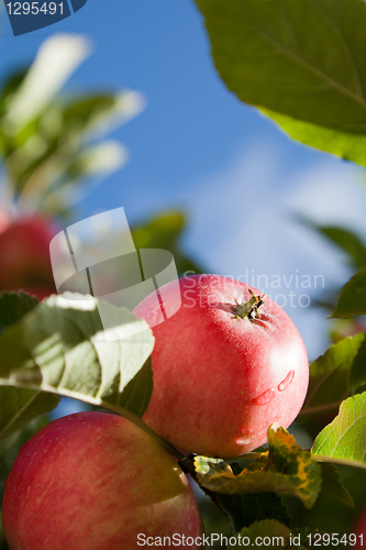 Image of Apples in autumn