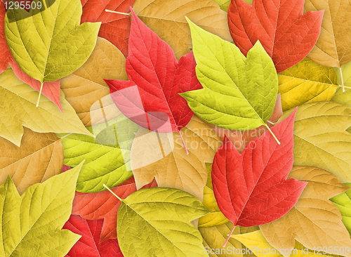 Image of Abstract Background with Group of Autumn Leafs
