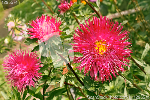 Image of Asters in the flowerbed