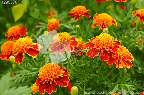 Image of Marigolds in the flowerbed