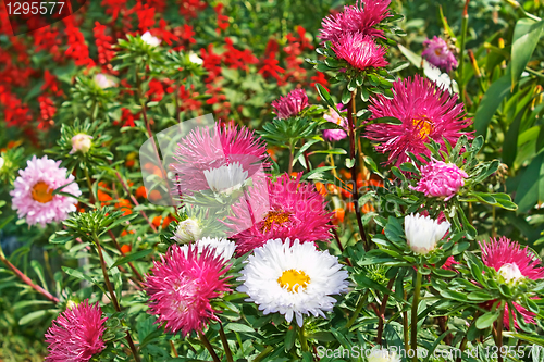 Image of Motley colourful asters