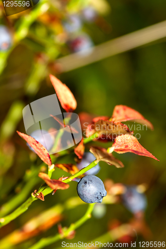 Image of Blueberry