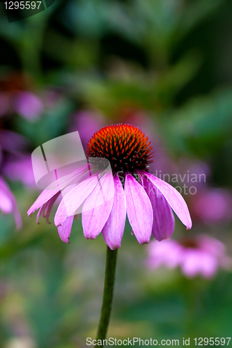 Image of Echinacea purpurea