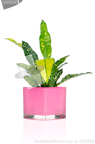 Image of Houseplant