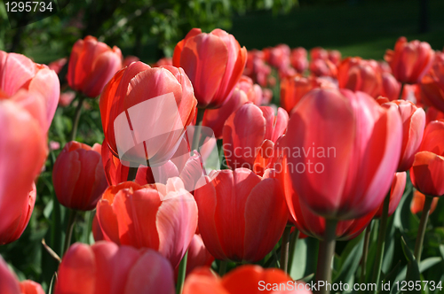 Image of closeup of beautiful tulips