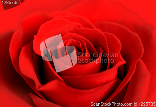 Image of red rose background