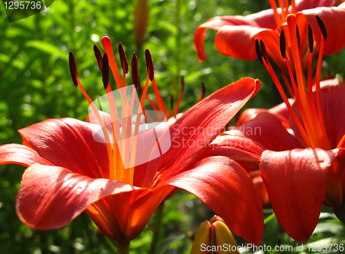 Image of beautiful red lily