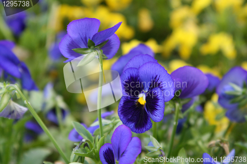 Image of violet flowers