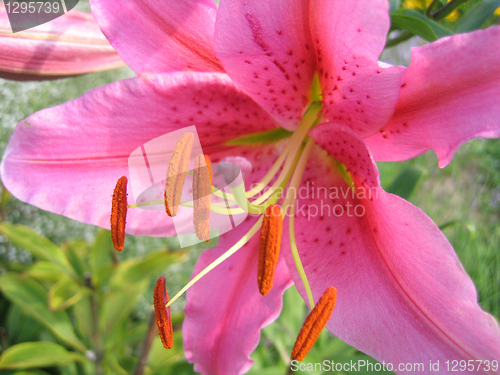 Image of beautiful pink lily 