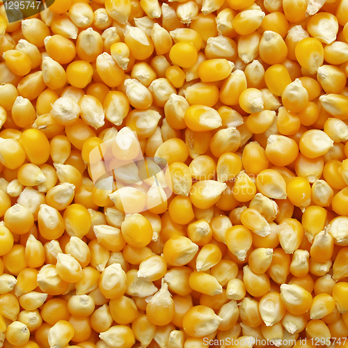 Image of Maize corn