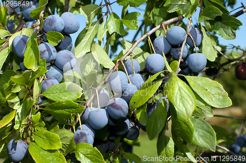 Image of Sloe.