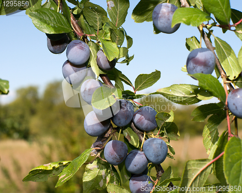 Image of Sloe.