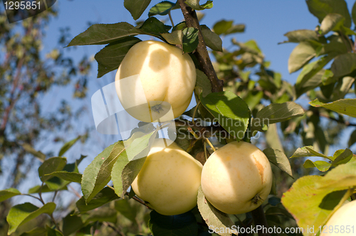 Image of Apples.