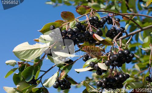 Image of Aronia.