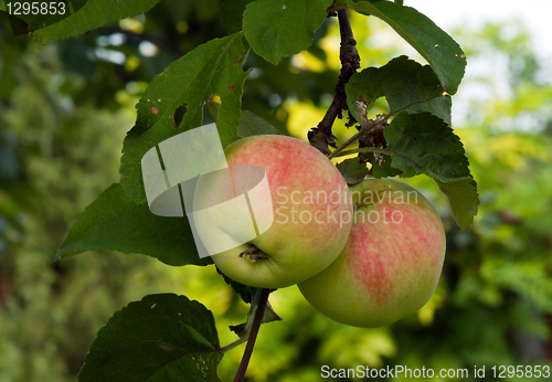 Image of Apples.