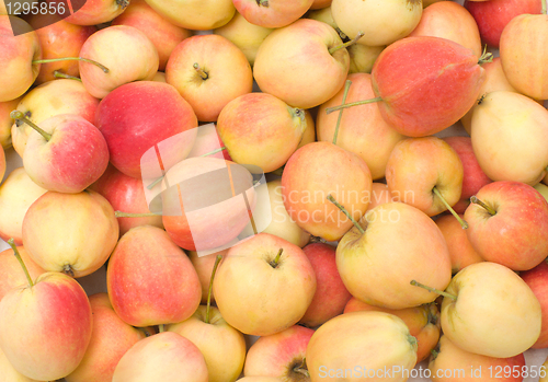 Image of Apples.