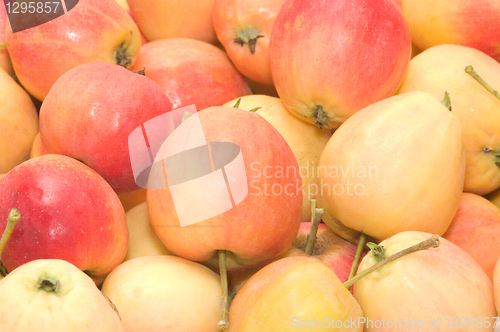 Image of Apples.