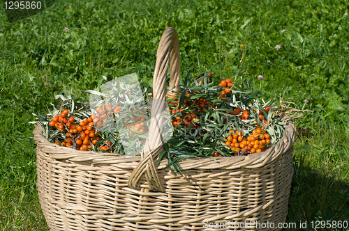 Image of Sea-buckthorn berries.