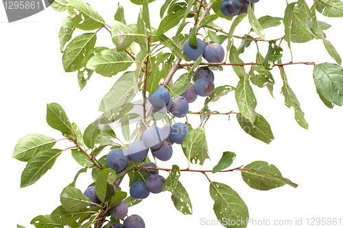 Image of Sloe.