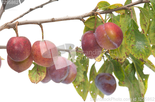 Image of Plums.