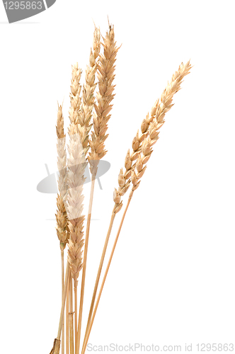 Image of Wheat.