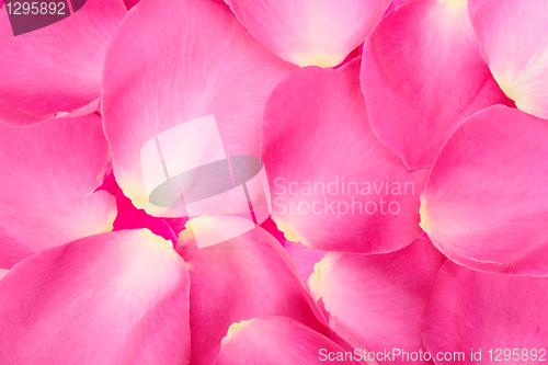 Image of Abstract background of pink rose petals