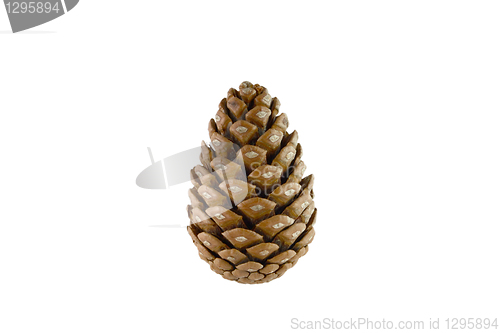 Image of Pine cone isolated on white