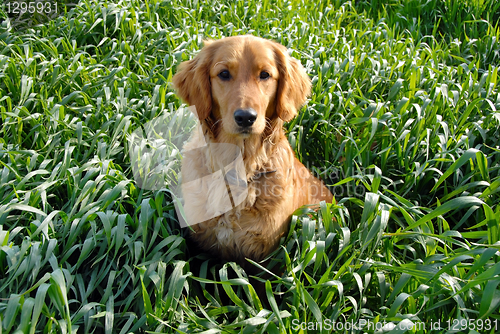 Image of Dog in grass