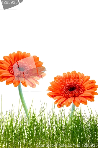 Image of isolated flower background