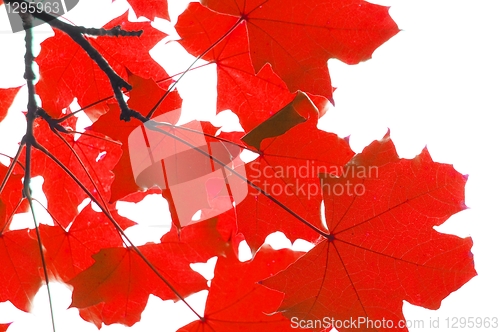 Image of red fall leaves