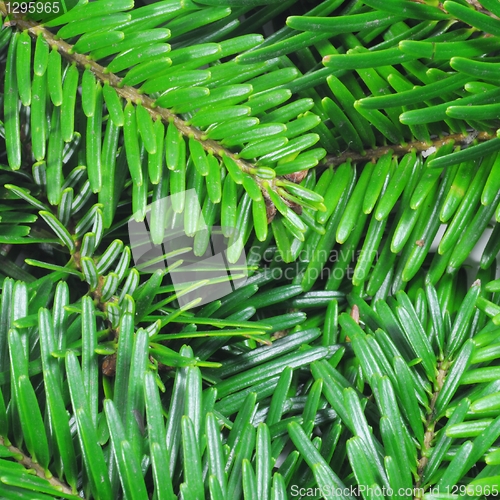 Image of green fir