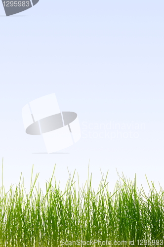 Image of grass