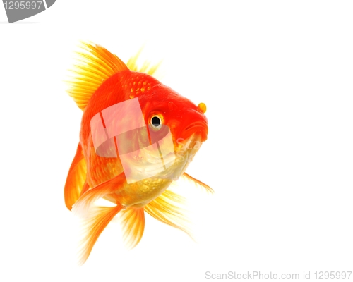 Image of goldfish