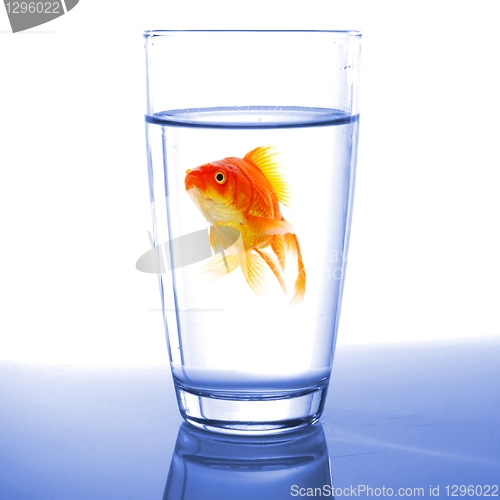 Image of goldfish