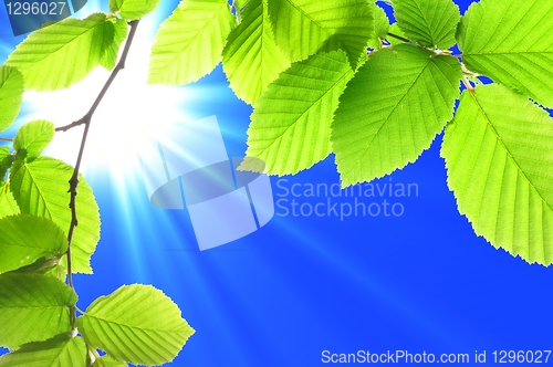 Image of leaf and copyspace