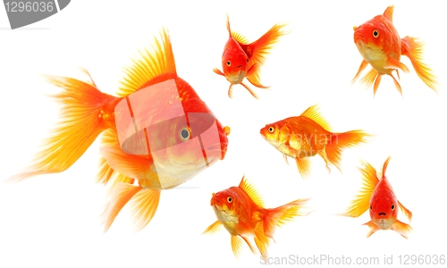 Image of goldfish