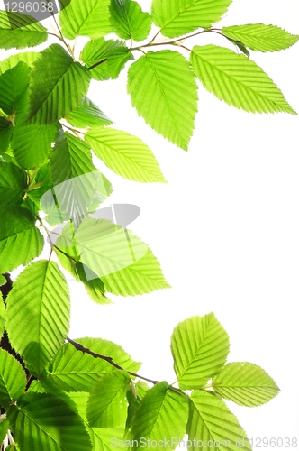 Image of summer leaves