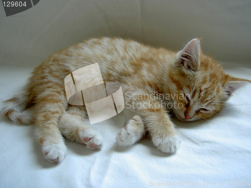 Image of kitten at sleep after play