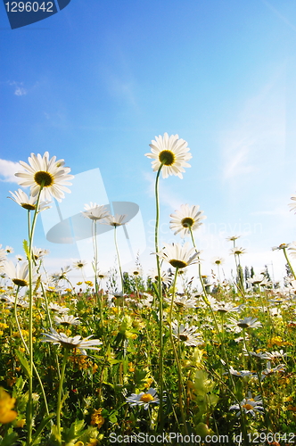 Image of flower in summer under blue sky