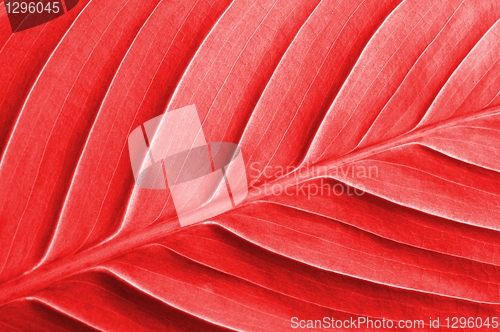 Image of abstract colored leaf texture