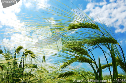 Image of wheat grain under blue sky