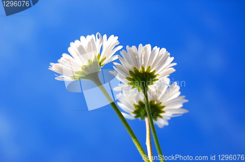 Image of daisy under blue sky
