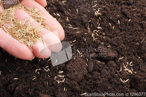 Image of sowing hand