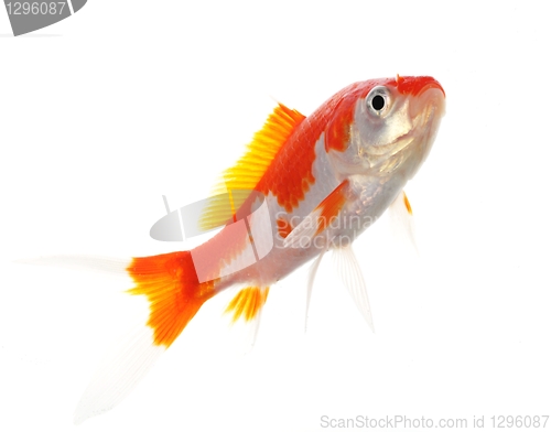 Image of goldfish