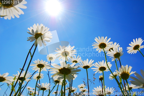 Image of daisy flower in summer