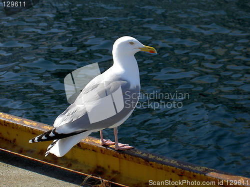 Image of seagull