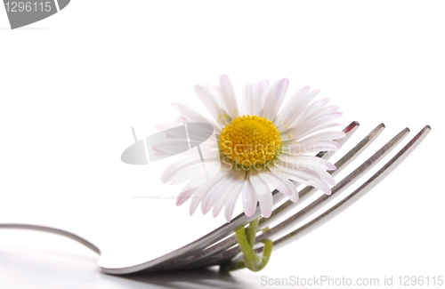 Image of flower food